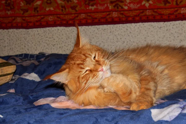 Portrét Legrační Dospělé Zázvoru Maine Mýval Kočka Odpočívá Dlouhém Dni — Stock fotografie