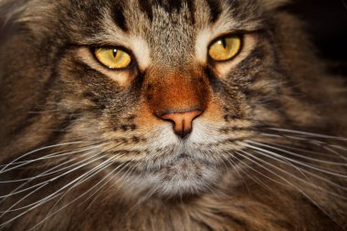 Uzun bir günün ardından dinlenen komik bir gri Maine Rakun kedisinin portresi. Fedor adında bir kedi..