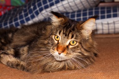 Uzun bir günün ardından dinlenen komik bir gri Maine Rakun kedisinin portresi. Fedor adında bir kedi..