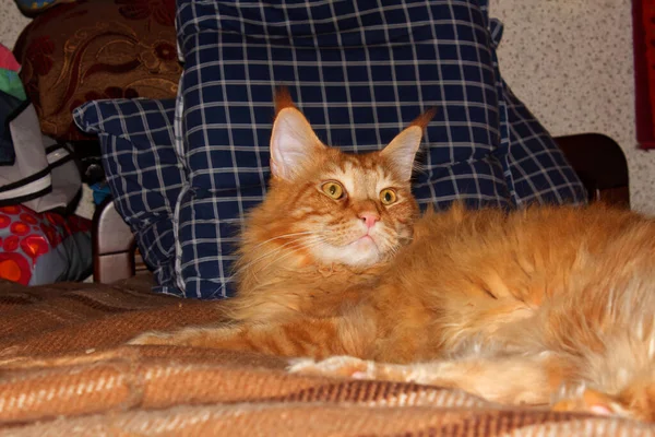 Портрет Веселого Дорослого Імбира Maine Coon Кіт Відпочиває Після Довгого — стокове фото