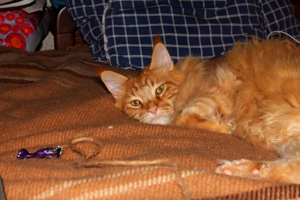 面白いです大人の生姜の肖像メインコーン猫休憩後に長い一日 — ストック写真