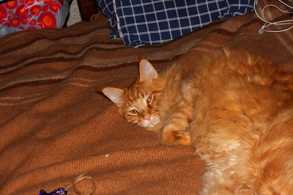 Retrato Divertido Jengibre Adulto Maine Coon Gato Descansando Después Largo — Foto de Stock