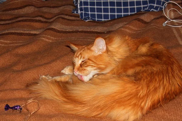 Retrato Divertido Jengibre Adulto Maine Coon Gato Descansando Después Largo —  Fotos de Stock