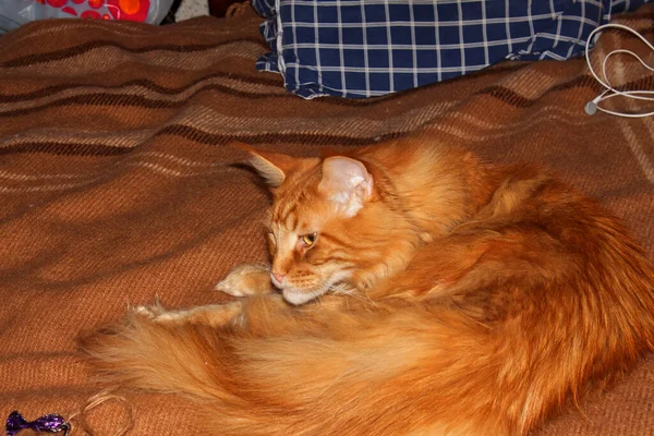 Retrato Divertido Jengibre Adulto Maine Coon Gato Descansando Después Largo —  Fotos de Stock