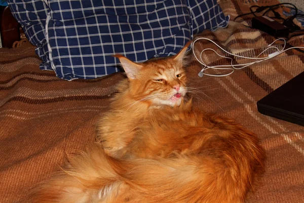 Портрет Веселого Дорослого Імбира Maine Coon Кіт Відпочиває Після Довгого — стокове фото