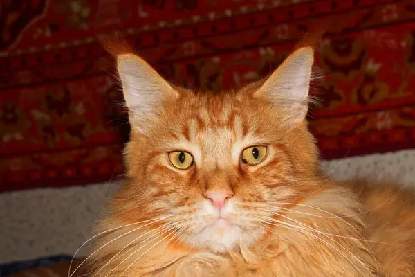 Muotokuva Hauska Aikuisten Inkivääri Maine Pesukarhu Kissa Lepää Pitkän Päivän — kuvapankkivalokuva