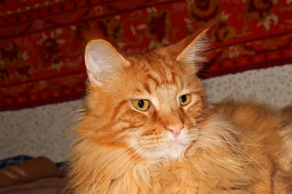Portrait Funny Adult Ginger Maine Coon Cat Resting Long Day — Stock Photo, Image