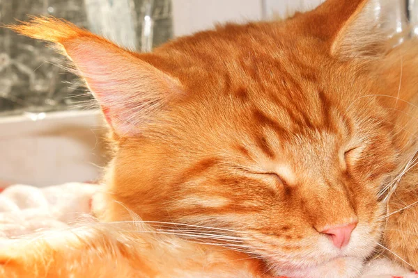 Retrato Engraçado Gengibre Adulto Maine Coon Gato Descansando Depois Longo — Fotografia de Stock