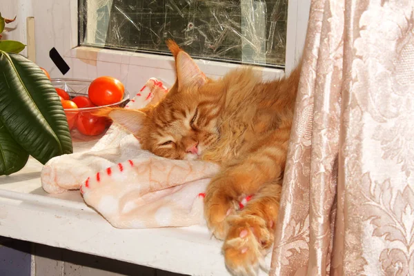 Retrato Engraçado Gengibre Adulto Maine Coon Gato Descansando Depois Longo — Fotografia de Stock