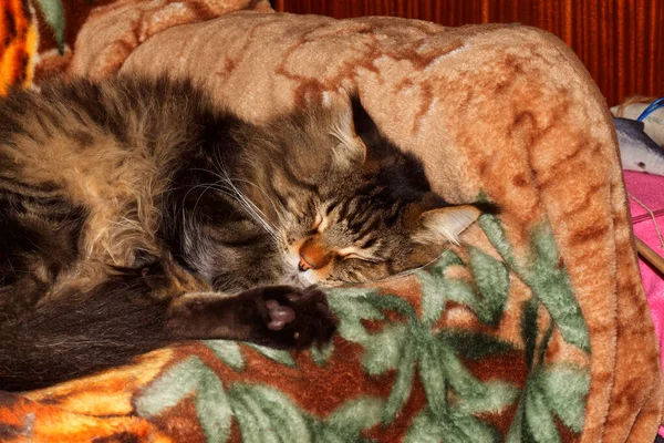Retrato Engraçado Adulto Cinza Maine Coon Gato Descansando Depois Longo — Fotografia de Stock