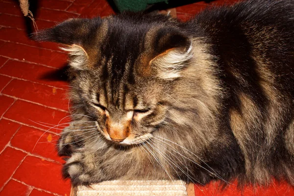 面白い大人の灰色のメインコーン猫の肖像画は長い一日の後に休んでいます フェダーという猫 — ストック写真