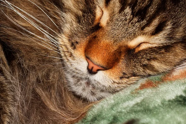 Retrato Gato Maine Coon Gris Adulto Divertido Descansando Después Largo —  Fotos de Stock