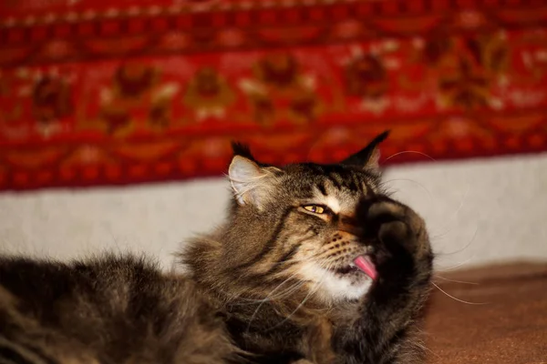 회색메인 고양이가 하루를 보내고 휴식을 취하는 페도르라는 고양이 — 스톡 사진