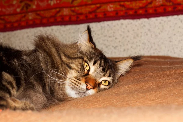 面白い大人の灰色のメインコーン猫の肖像画は長い一日の後に休んでいます フェダーという猫 — ストック写真