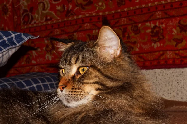 Portrét Legrační Dospělé Šedé Mainské Mývalí Kočky Odpočívající Dlouhém Dni — Stock fotografie
