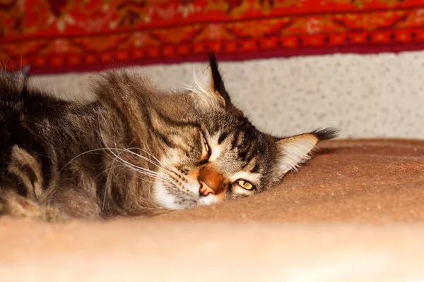 Retrato Gato Maine Coon Gris Adulto Divertido Descansando Después Largo — Foto de Stock