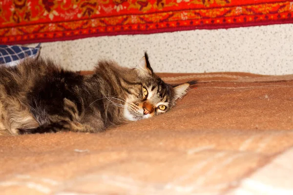 Retrato Gato Maine Coon Gris Adulto Divertido Descansando Después Largo —  Fotos de Stock