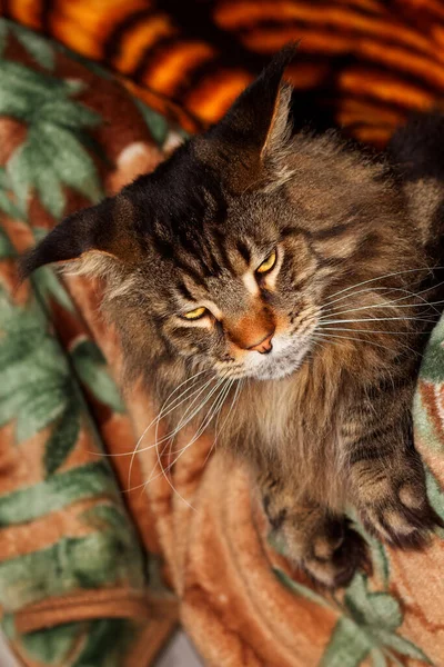 Portret Van Een Grappige Volwassen Grijze Maine Coon Kat Die — Stockfoto