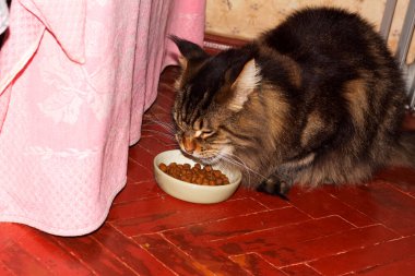 Fedor adındaki Maine Rakunu yemeğini yiyor..