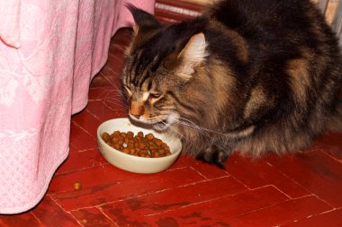 Fedor adındaki Maine Rakunu yemeğini yiyor..
