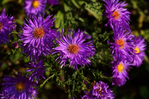 Hermosa Flor Púrpura Aster Aster Creciendo Junto Casa —  Fotos de Stock
