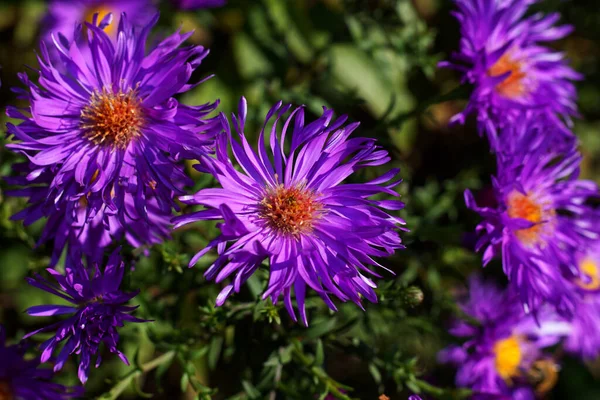 Hermosa Flor Púrpura Aster Aster Creciendo Junto Casa — Foto de Stock