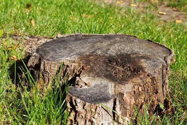 Old Stump Green Meadow — Stock Photo, Image