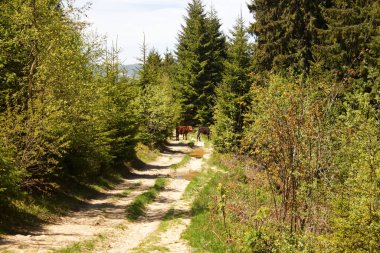 Ukrayna Karpatları 'nda bir dağ yolunda inekler