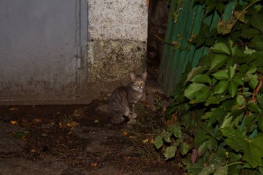 Garajın yanında küçük gri bir kedi oturuyor..