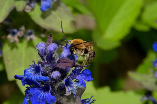 Пчела Меда Собирает Пыльцу Juga Genevnsis — стоковое фото