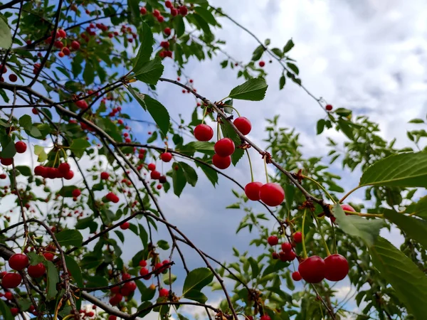 Ripe cherry on a tree in a village near Kharkov