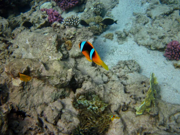 Clownfish Dans Récif Corallien Mer Rouge — Photo