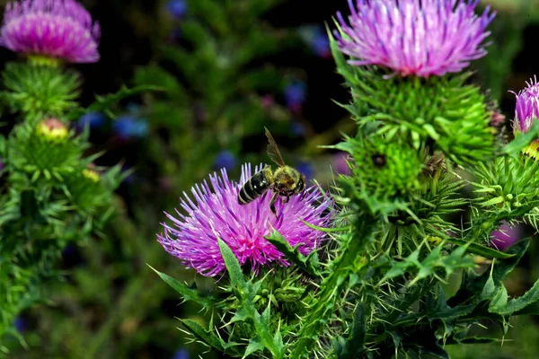 Πτήση Μιας Μέλισσας Μια Μέλισσα Κάθεται Ένα Μωβ Λουλούδι — Φωτογραφία Αρχείου