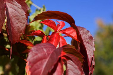 Kırmızı yapraklar Parthenocissus 'un eski evinde yetişiyor..