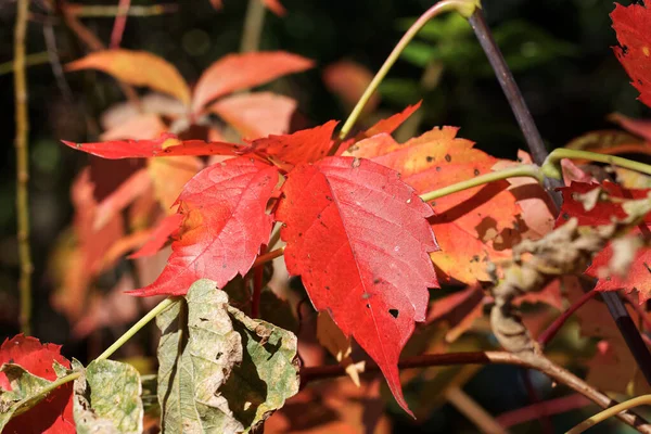 Rote Blätter Parthenocissus Wächst Auf Einem Alten Haus — Stockfoto