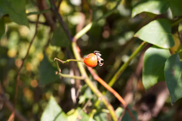 Stock image Rosehip fruit on a lone branch. Wild Rose.