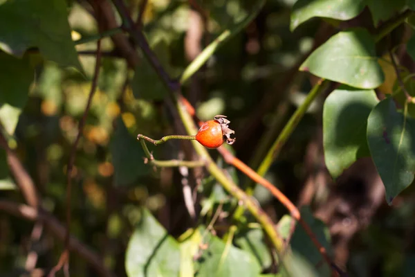 Hagebuttenfrüchte Auf Einem Einsamen Zweig Wild Rose — Stockfoto