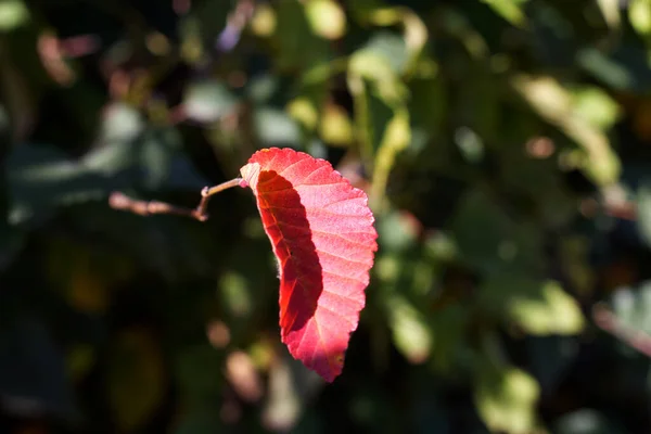 Osamělý Červený Podzimní List Zeleném Keři — Stock fotografie