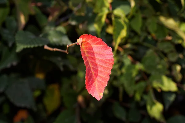 Yalnız Kırmızı Sonbahar Yaprağı Yeşil Bir Çalıda — Stok fotoğraf