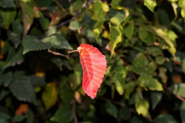 Folha Outono Vermelho Solitário Arbusto Verde — Fotografia de Stock