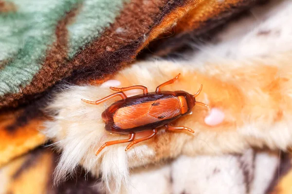 Kızıl Bir Maine Rakunu Nun Pençesinde Hamamböceği Şeklinde Bir Oyuncak — Stok fotoğraf