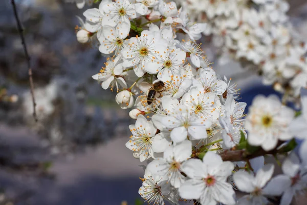 Honigbiene Sitzt Auf Weißen Kirschblüten — Stockfoto