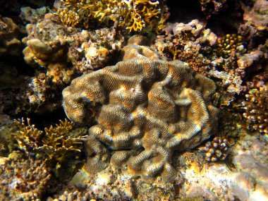 Fevkalade güzel mercan resifi ve Kızıl Deniz 'deki sakinleri, Mısır