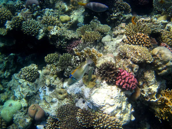 Fabuleusement Beau Récif Corallien Ses Habitants Dans Mer Rouge Egypte — Photo