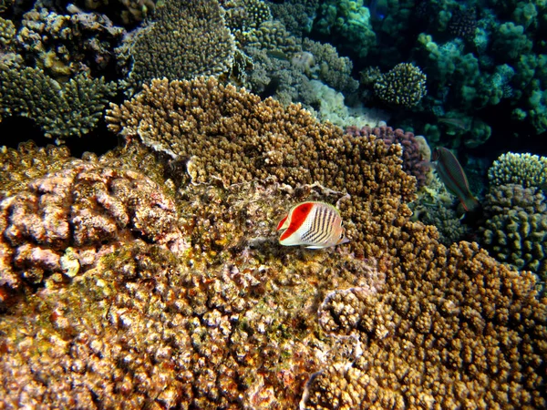Fabulosamente Hermoso Arrecife Coral Sus Habitantes Mar Rojo Egipto — Foto de Stock