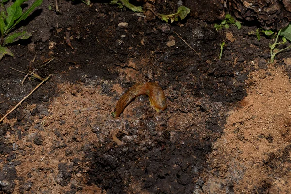 Kahverengi Sümüklü Böcek Sebze Bahçesinde Yerde Sürünür — Stok fotoğraf