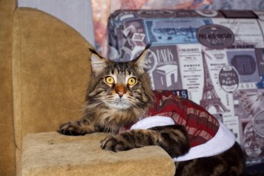 Noel kıyafetleri içinde komik Maine Rakunu kedisi