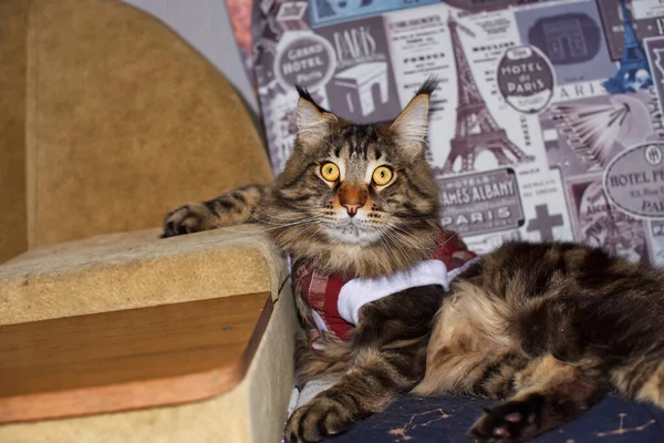 Funny Maine Coon Cat Christmas Clothes — Stock Photo, Image