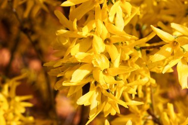 Korelilerin parlak sarı çiçekleri.