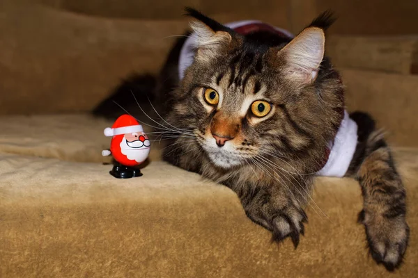 Gray Maine Coon cat in a suit sniffs a Christmas toy